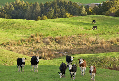 New Zealand best health milk powder formula nutrition milk powder dairy OEM